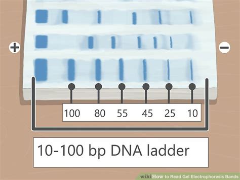 how to read a gel electrophoresis|How to Read Gel Electrophoresis Bands: Interpretation Guide.